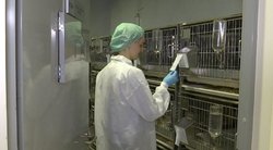 Vardan žmonių aukojami gyvūnai: kaip vykdomi eksperimentai?  