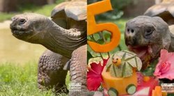 Ilgamečiui zoologijos sodo gyvūnui surengta tikra puota: mini įspūdingą gimtadienį (tv3.lt koliažas)