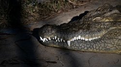 Krokodilas (nuotr. SCANPIX)