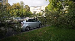 Šiandien po medžiais automobilio nestatykite: Vilniuje ant trijų „Prius'ų“ užvirto didelis beržas (nuotr. Reidas Vilniuje | Trikojis Vilniuje)  