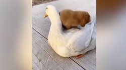 Mielas vaizdo įrašas nepaliks abejingų: šuniukas žąsį apkabino tarsi savo mamą  