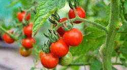 Pomidorai (nuotr. Shutterstock.com)