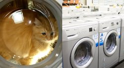 Vilniečių katinas išnaudojo vieną iš savo gyvybių: buvo išskalbtas skalbimo mašinoje (tv3.lt koliažas)