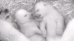 Vokietijos zoologijos sode gimė baltųjų lokiukų dvynukai: svėrė vos 500 gramų (nuotr. stop kadras)