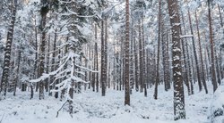 Miškas žiemą (nuotr. 123rf.com)