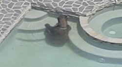 Los Andželo gyventojus pašiurpino baseine pramogaujantis juodasis lokys  