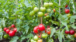 Žali pomidorai sunoks greičiau: štai, kas padės (nuotr. 123rf.com)