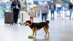Vilniaus oro uoste keleiviams duoda paglostyti šunį – kad nebijotų nukristi  