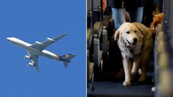 Pora gavo daugiau nei 1 300 eurų kompensaciją nes 13 valandų skrydyje sėdėjo šalia orą gadinančio šuns (nuotr. SCANPIX) tv3.lt fotomontažas