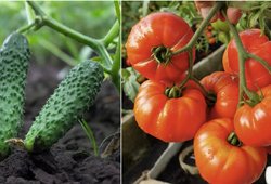 Pabarstykite šio mišinio ant pomidorų ir agurkų daigų: augs kaip išprotėję