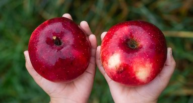 Kaip atkeliauja obuoliai iki vaikučių rankų?  