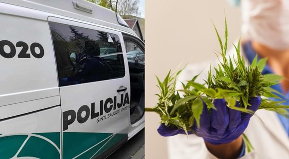 Sodyboje Plungės rajone pareigūnai aptiko 16 vazonų su kanapėmis      (tv3.lt koliažas)