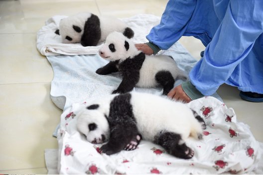  Vašingtono zoologijos sode pasaulį išvydę didžiųjų pandų dvynukai yra „labai aktyvūs“ (nuotr. SCANPIX)