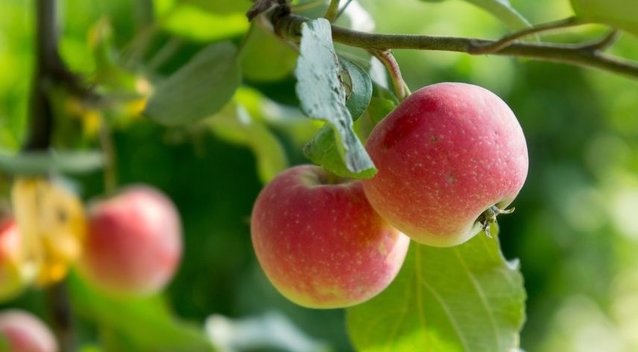 Augantys obuoliai  (nuotr. Shutterstock.com)