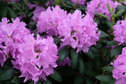 Rododendrai (nuotr. Shutterstock.com)