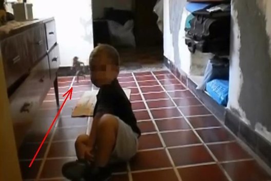 Filmavo sūnų – nufilmavo naminuką (vaizdo įrašo iliustr.)  