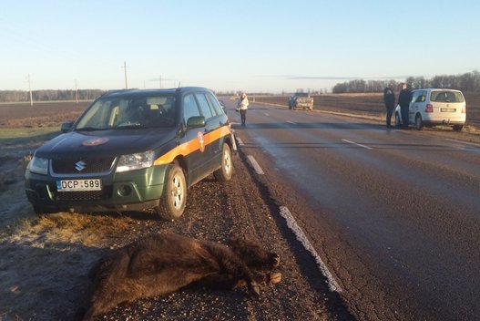 Siaubinga avarija: automobilis rėžėsi į stumbrų bandą (nuotr. TV3)