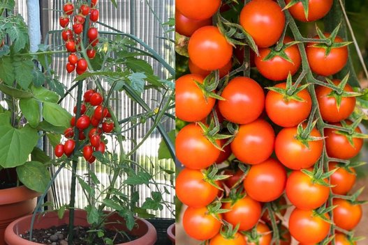 Pomidorų auginimas (nuotr. 123rf.com)