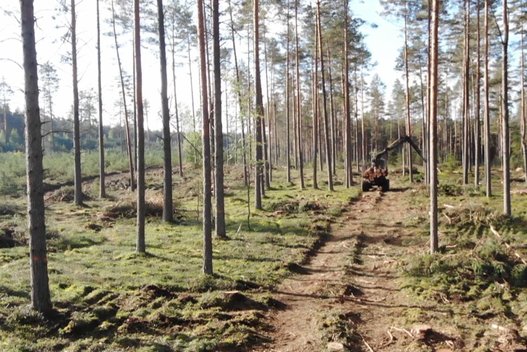 Oficialu: Labanoro girioje stabdomi miško kirtimai (nuotr. TV3)