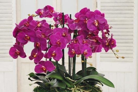 Orchidėja namuose  (nuotr. YouTube)