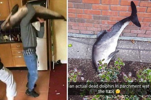 Žiaurus elgesys su delfinu (nuotr. Snapchat)  