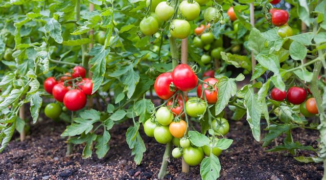 Geriausios naminės trąšos pomidorams: užauginsite didžiulius ir sultingus vaisius (nuotr. 123rf.com)