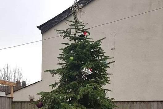 Pati bjauriausia kalėdinė eglė: apmiręs medis atrodo it pasityčiojimas (nuotr. Twitter)