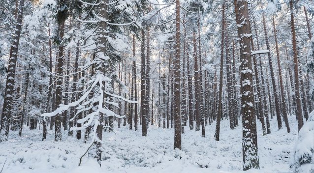 Miškas žiemą, asociatyvi nuotrauka (nuotr. 123rf.com)