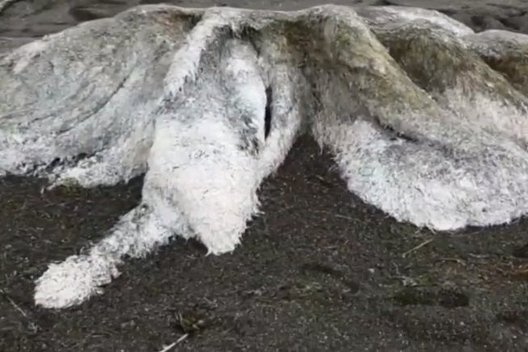 Rusijos pakrantėje rastas paslaptingas monstras: milžinas be akių ir galvos (nuotr. socialinių tinklų)