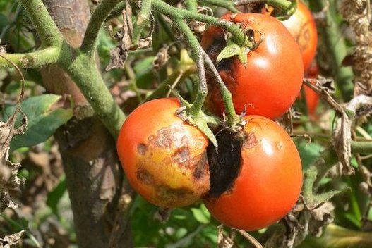 Pomidorų maras  (nuotr. 123rf.com)