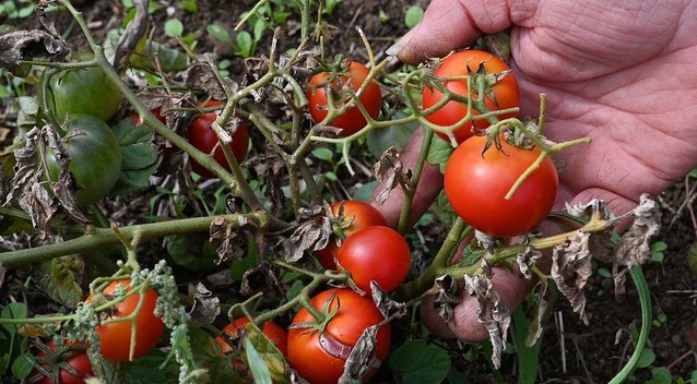 Atskleidė geriausias dienas sėti pomidorams: užsirašykite ir nepraleiskite (nuotr. SCANPIX)