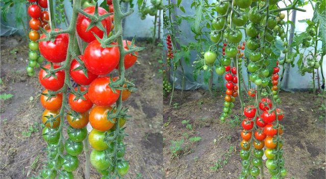Pomidorai augs lyg išprotėję: pasinaudokite šiais patarimais (nuotr. asm. archyvo)