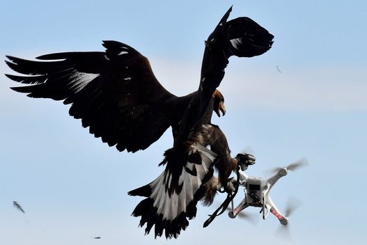 Gyvūnai prieš dronus: atskleistas netikėtas poveikis gyvūnijai (nuotr. SCANPIX)