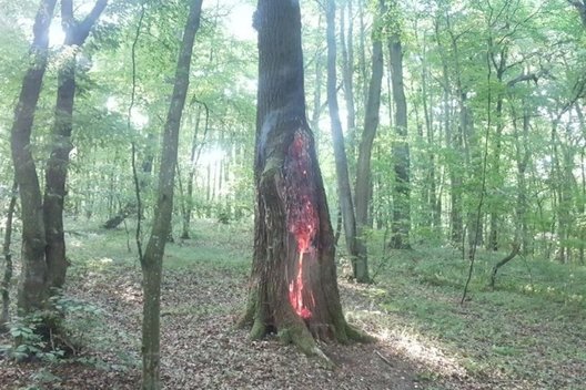 Degantis medis (nuotr. Kauno diena/skaitytojo)  