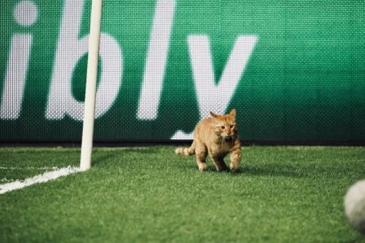 Katinas nutraukė futbolo rungtynes (nuotr. YouTube)