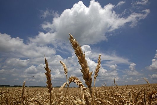 Klimato kaita keičia duonos skonį  (nuotr. Alloverpress.ee)
