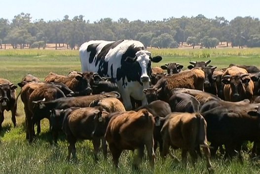 2 metrų ūgio karvė stebina Australus (nuotr. stop kadras)