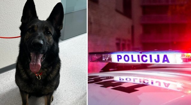 Atlikdamas tarnybinę pareigą pasiklydo policijos šuo Roksis: pareigūnai ieško kolegos (tv3.lt fotomontažas)
