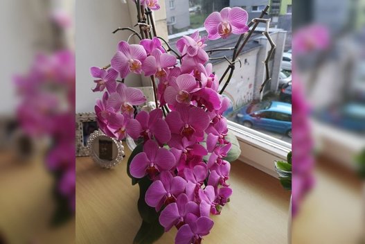 Onutės auginamos orchidėjos  (nuotr. asm. archyvo)