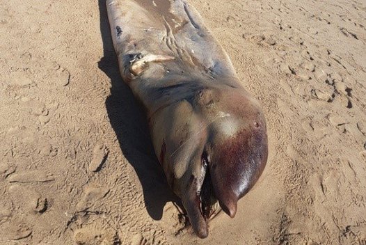 Keistas padaras (nuotr.  Namibian Dolphin Project) (nuotr. facebook.com)