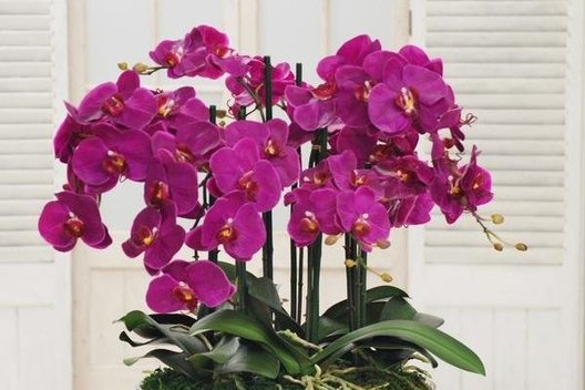 Šiuo mišiniu palaistykite orchidėjas: sukraus neregėtą skaičių žiedų  (nuotr. YouTube)
