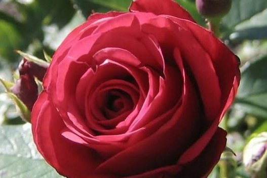 Raudona rožė (nuotr. pinterest.com)