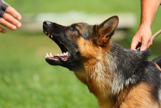 Agresyvus šuo. Asociatyvi nuotrauka (nuotr. 123rf.com)