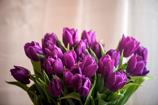 Tulpės (nuotr. 123rf.com)