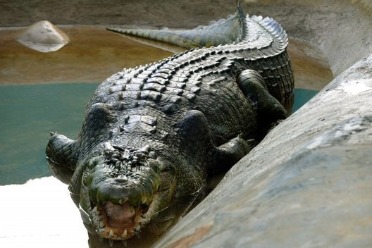 Australus kelias dienas šiurpinęs milžiniškas krokodilas sugautas (nuotr. SCANPIX)
