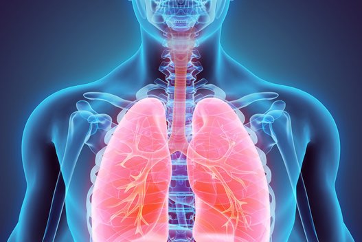 Plaučiai skirti ne tik kvėpavimui: atrasta šimtmečius glūdėjusi dar viena plaučių funkcija (nuotr. Fotolia.com)