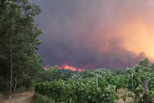 Portugalijoje per miško gaisrą žuvo 24 žmonės (nuotr. SCANPIX)