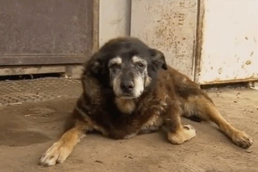Mirė seniausias pasaulyje šuo Maggie (nuotr. YouTube)