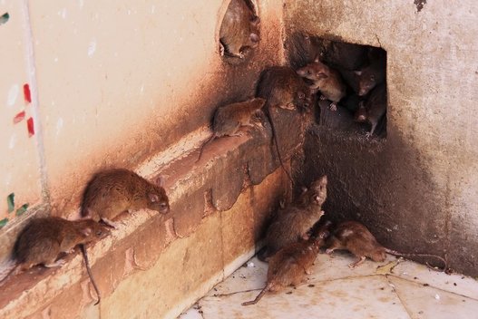 Žiurkės (nuotr. 123rf.com)