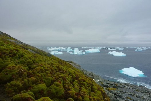 Žalioji sala Antarktidoje Matt Amesbury nuotr.  